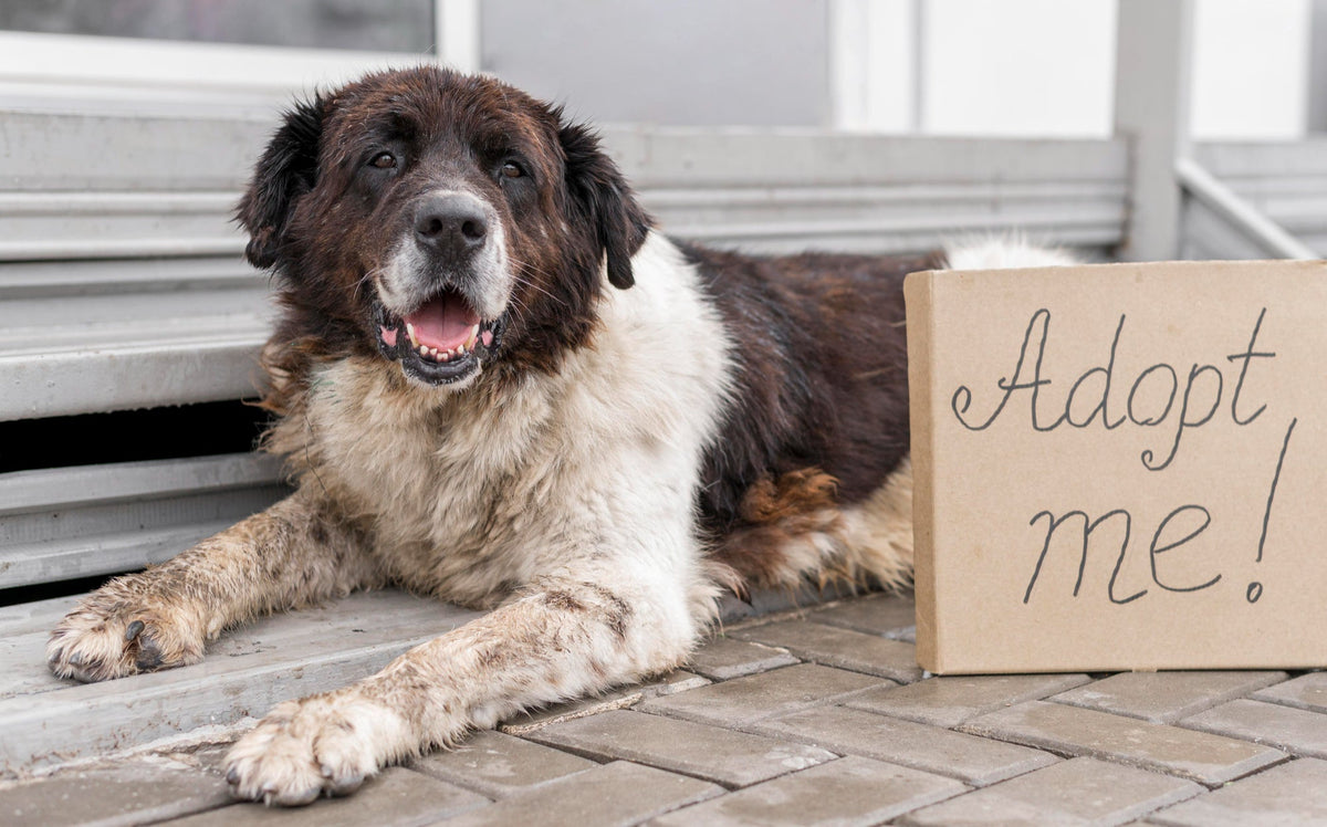Adopting a senior dog or cat: three true stories and what to expect