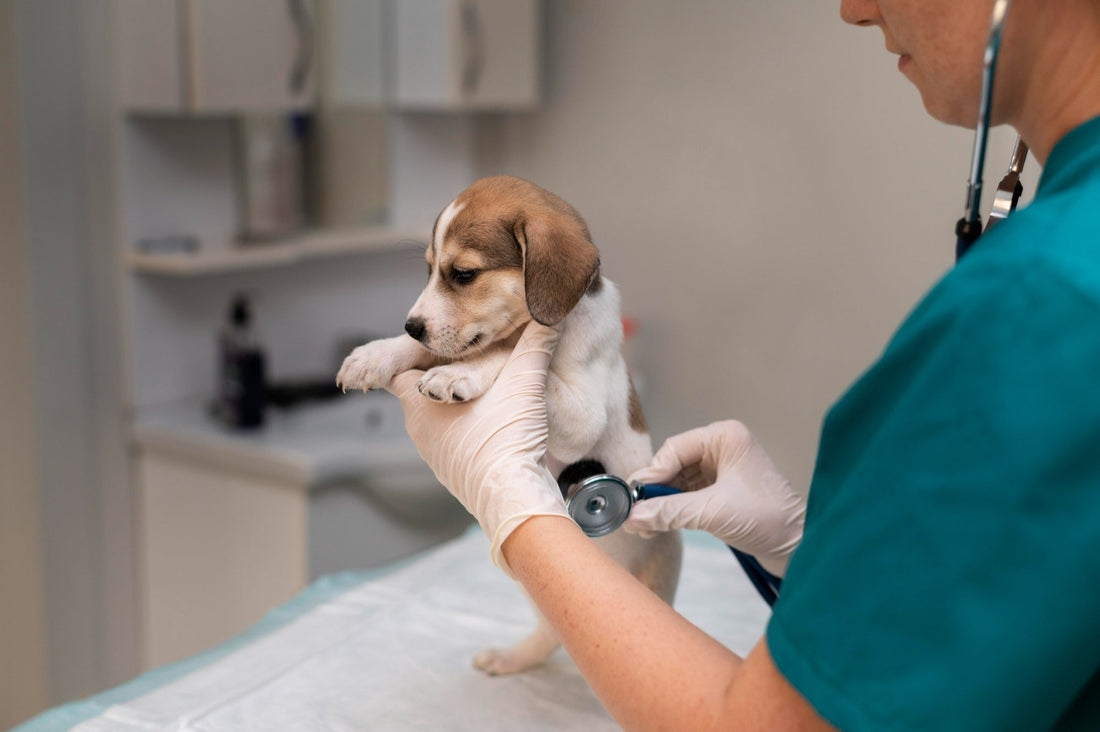 Pet Diabetes Month - Diabetes in Pets: Causes, Signs & What You Can Do