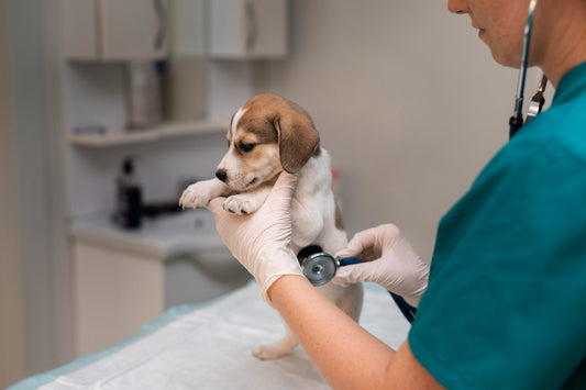 Pet Diabetes Month - Diabetes in Pets: Causes, Signs & What You Can Do