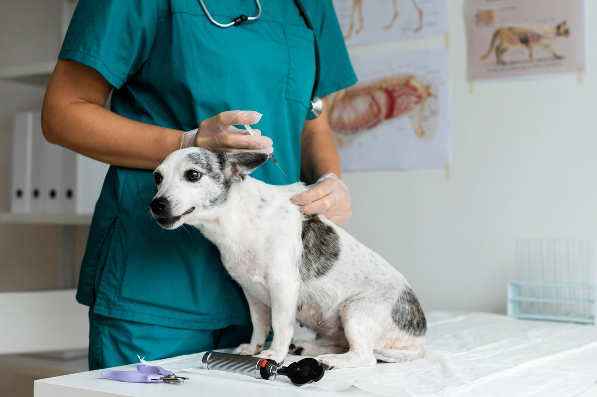 Small dog calmly sitting on a vet's table during a check-up