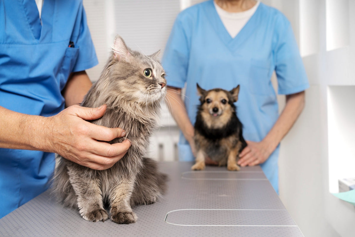 Early signs of cancer in dogs and cats: what to watch for at home