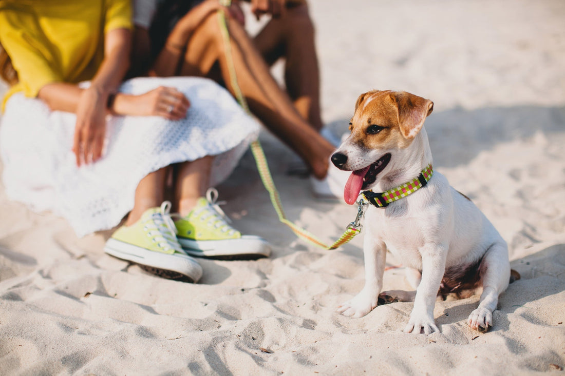 7 Mistakes Dog Owners Make During the Hottest Days Of Summer (And How to Fix Them)