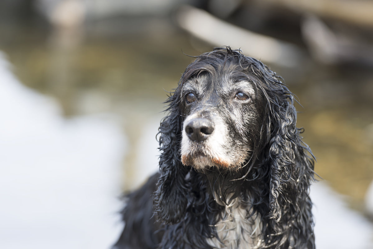 Frailty in senior dogs: the five signs a frailty check looks at