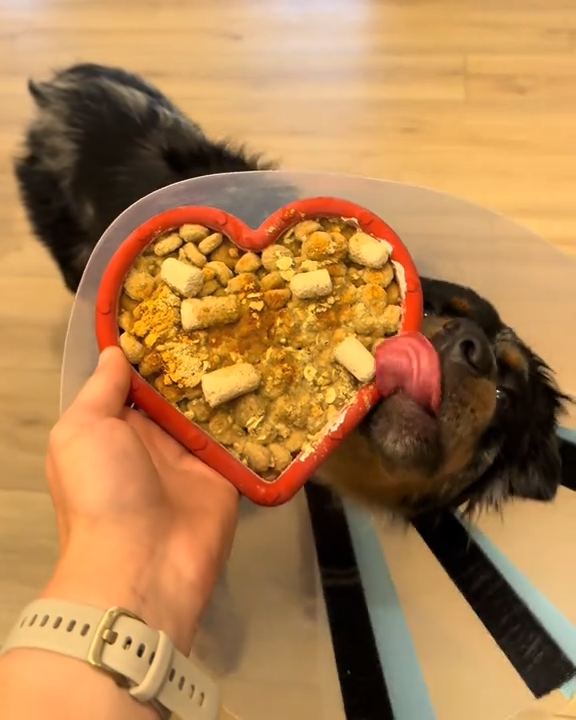 5 Creative Ways to Use Freezbone Chews in Dog Training