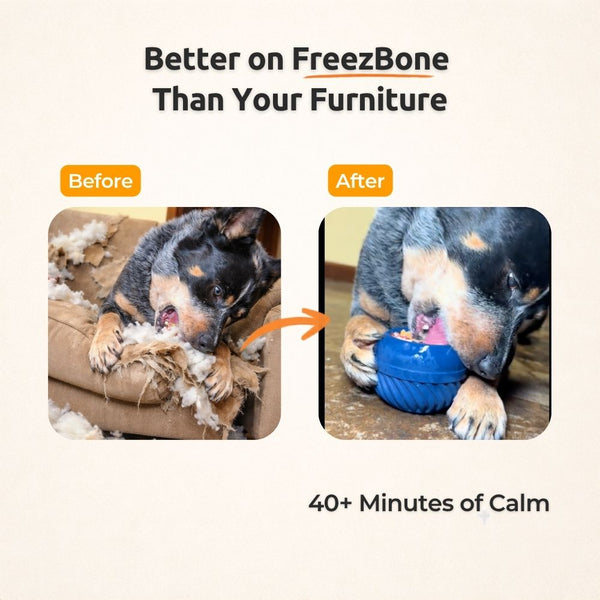 FreezJumbo™ – Notre jouet d'enrichissement le plus grand et le plus robuste jamais conçu