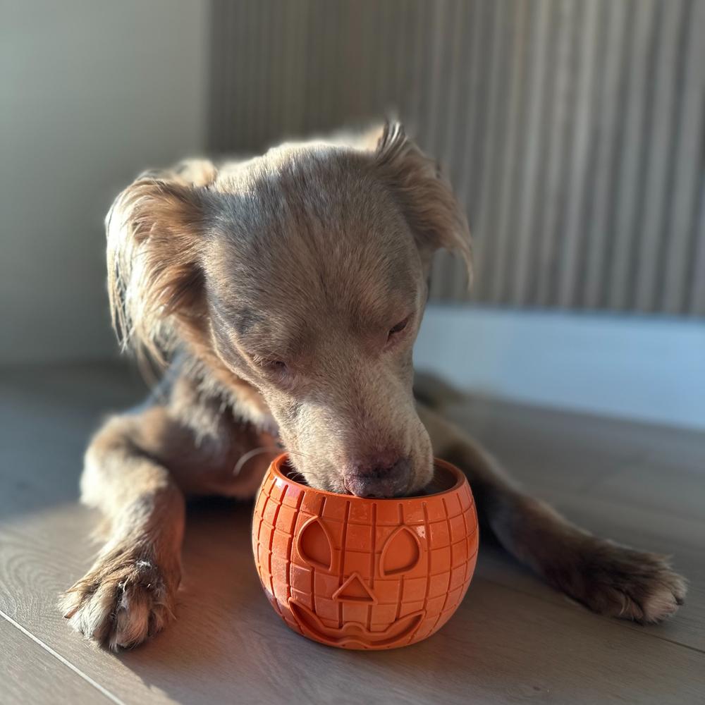 FreezPumpkin Limited Halloween Edition Dog Toy