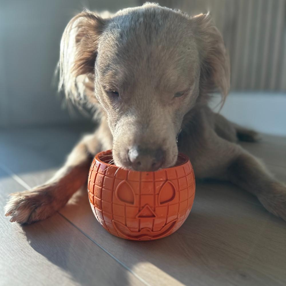 FreezPumpkin Limited Halloween Edition Dog Toy